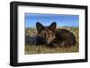 USA, Washington State. Red fox kit.-Yuri Choufour-Framed Photographic Print