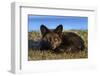 USA, Washington State. Red fox kit.-Yuri Choufour-Framed Photographic Print