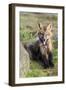 USA, Washington State. Red fox kit.-Yuri Choufour-Framed Photographic Print