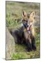 USA, Washington State. Red fox kit.-Yuri Choufour-Mounted Photographic Print