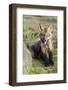 USA, Washington State. Red fox kit.-Yuri Choufour-Framed Photographic Print