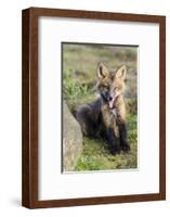 USA, Washington State. Red fox kit.-Yuri Choufour-Framed Photographic Print