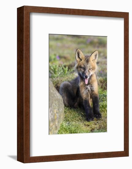 USA, Washington State. Red fox kit.-Yuri Choufour-Framed Photographic Print