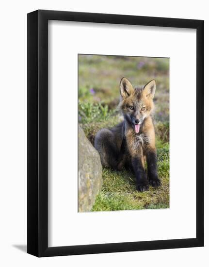 USA, Washington State. Red fox kit.-Yuri Choufour-Framed Photographic Print