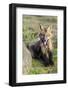 USA, Washington State. Red fox kit.-Yuri Choufour-Framed Photographic Print