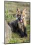 USA, Washington State. Red fox kit.-Yuri Choufour-Mounted Photographic Print