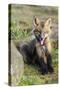 USA, Washington State. Red fox kit.-Yuri Choufour-Stretched Canvas