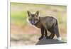 USA, Washington State. Red fox kit.-Yuri Choufour-Framed Photographic Print