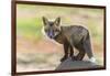 USA, Washington State. Red fox kit.-Yuri Choufour-Framed Photographic Print