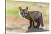 USA, Washington State. Red fox kit.-Yuri Choufour-Stretched Canvas