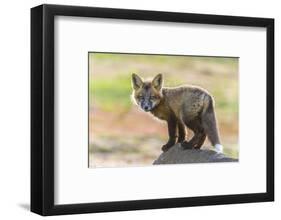 USA, Washington State. Red fox kit.-Yuri Choufour-Framed Photographic Print
