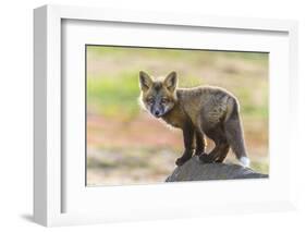 USA, Washington State. Red fox kit.-Yuri Choufour-Framed Photographic Print