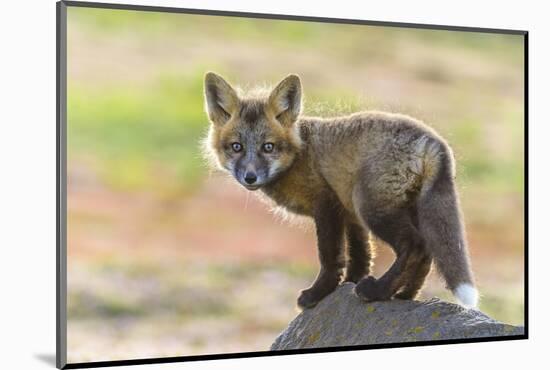 USA, Washington State. Red fox kit.-Yuri Choufour-Mounted Photographic Print