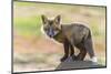 USA, Washington State. Red fox kit.-Yuri Choufour-Mounted Photographic Print