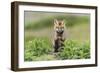 USA, Washington State. Red fox kit.-Yuri Choufour-Framed Photographic Print