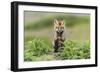 USA, Washington State. Red fox kit.-Yuri Choufour-Framed Photographic Print