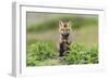 USA, Washington State. Red fox kit.-Yuri Choufour-Framed Photographic Print