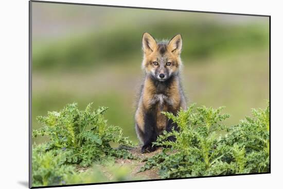 USA, Washington State. Red fox kit.-Yuri Choufour-Mounted Photographic Print