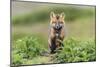 USA, Washington State. Red fox kit.-Yuri Choufour-Mounted Photographic Print