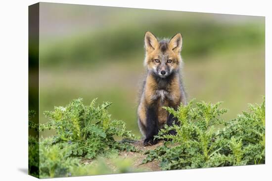 USA, Washington State. Red fox kit.-Yuri Choufour-Stretched Canvas