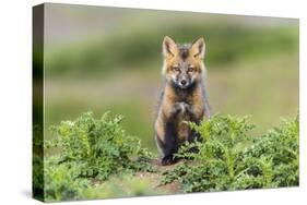 USA, Washington State. Red fox kit.-Yuri Choufour-Stretched Canvas