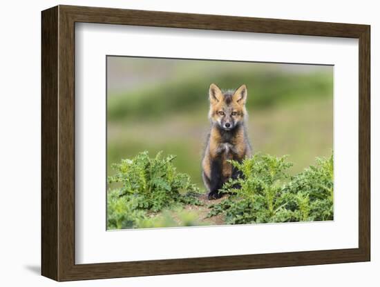 USA, Washington State. Red fox kit.-Yuri Choufour-Framed Photographic Print