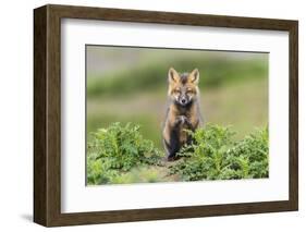 USA, Washington State. Red fox kit.-Yuri Choufour-Framed Photographic Print