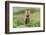 USA, Washington State. Red fox kit.-Yuri Choufour-Framed Photographic Print