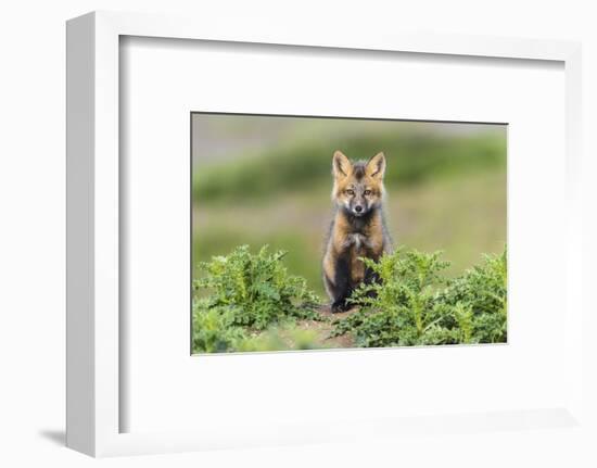 USA, Washington State. Red fox kit.-Yuri Choufour-Framed Photographic Print