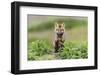 USA, Washington State. Red fox kit.-Yuri Choufour-Framed Photographic Print