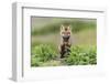 USA, Washington State. Red fox kit.-Yuri Choufour-Framed Photographic Print