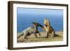 USA, Washington State. Red fox kits playing.-Yuri Choufour-Framed Photographic Print