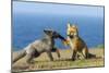 USA, Washington State. Red fox kits playing.-Yuri Choufour-Mounted Photographic Print