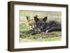 USA, Washington State. Red fox kits.-Yuri Choufour-Framed Photographic Print