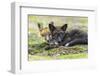 USA, Washington State. Red fox kits.-Yuri Choufour-Framed Photographic Print