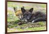 USA, Washington State. Red fox kits.-Yuri Choufour-Framed Photographic Print