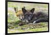 USA, Washington State. Red fox kits.-Yuri Choufour-Framed Photographic Print
