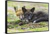 USA, Washington State. Red fox kits.-Yuri Choufour-Framed Stretched Canvas