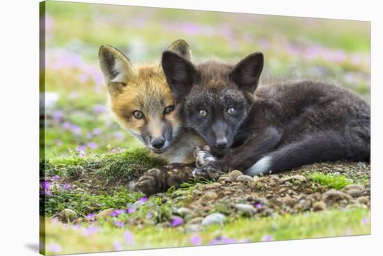 USA, Washington State. Red fox kits.-Yuri Choufour-Stretched Canvas