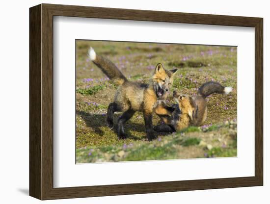 USA, Washington State. Red fox kits.-Yuri Choufour-Framed Photographic Print