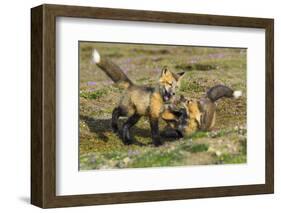 USA, Washington State. Red fox kits.-Yuri Choufour-Framed Photographic Print