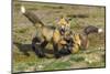 USA, Washington State. Red fox kits.-Yuri Choufour-Mounted Photographic Print