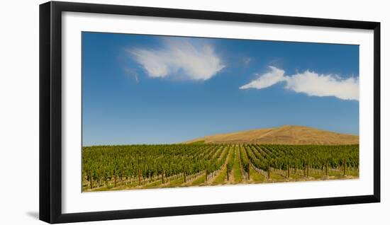 USA, Washington State, Red Mountain. Quintessence vineyard with Red Mountain in the background.-Richard Duval-Framed Photographic Print