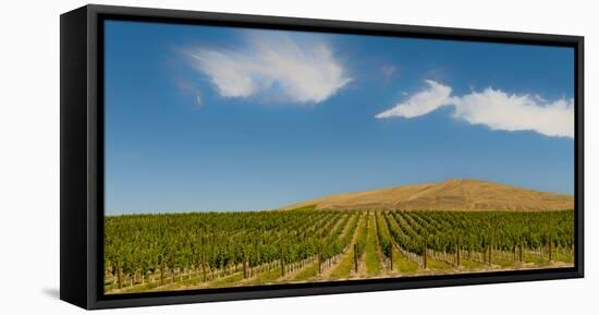 USA, Washington State, Red Mountain. Quintessence vineyard with Red Mountain in the background.-Richard Duval-Framed Stretched Canvas