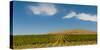 USA, Washington State, Red Mountain. Quintessence vineyard with Red Mountain in the background.-Richard Duval-Stretched Canvas