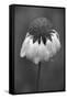 USA, Washington State, Redmond. Firewheel or Indian blanket, sunflower family.-Jamie & Judy Wild-Framed Stretched Canvas
