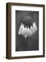 USA, Washington State, Redmond. Firewheel or Indian blanket, sunflower family.-Jamie & Judy Wild-Framed Photographic Print