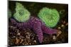 USA, Washington State, Rialto Beach. A anemones and Sea star on beach.-Jaynes Gallery-Mounted Photographic Print