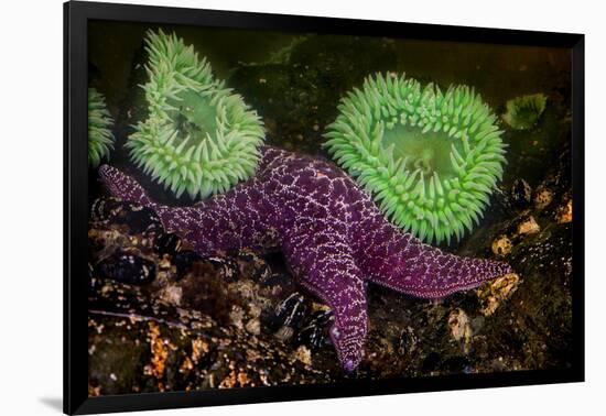 USA, Washington State, Rialto Beach. A anemones and Sea star on beach.-Jaynes Gallery-Framed Photographic Print
