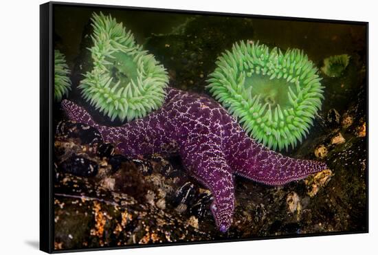 USA, Washington State, Rialto Beach. A anemones and Sea star on beach.-Jaynes Gallery-Framed Stretched Canvas